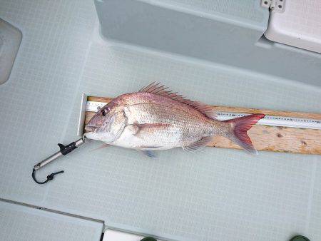 フィッシングボートACE(エース) 釣果