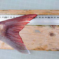 フィッシングボートACE(エース) 釣果