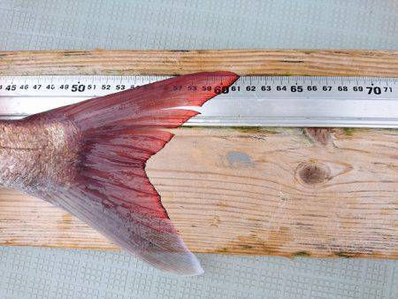 フィッシングボートACE(エース) 釣果