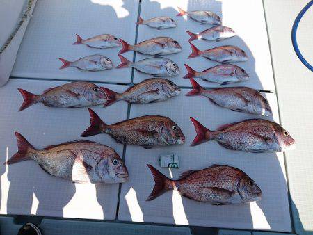 フィッシングボートACE(エース) 釣果