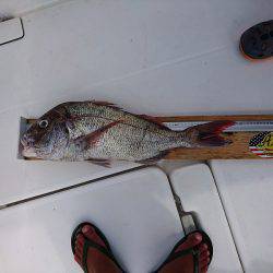 フィッシングボートACE（エース） 釣果