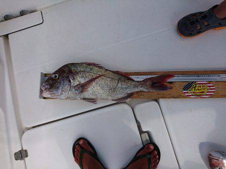 フィッシングボートACE（エース） 釣果