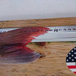 フィッシングボートACE（エース） 釣果