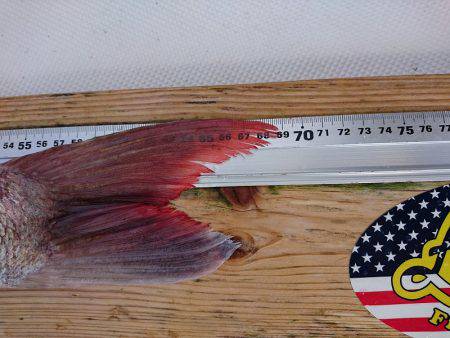 フィッシングボートACE（エース） 釣果