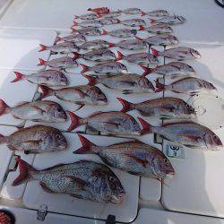 フィッシングボートACE（エース） 釣果