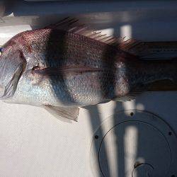 フィッシングボートACE(エース) 釣果