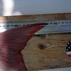 フィッシングボートACE(エース) 釣果