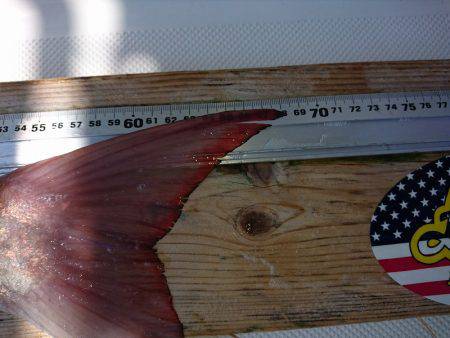 フィッシングボートACE(エース) 釣果