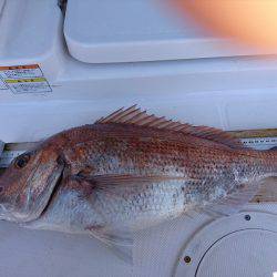 フィッシングボートACE(エース) 釣果