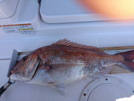 フィッシングボートACE(エース) 釣果