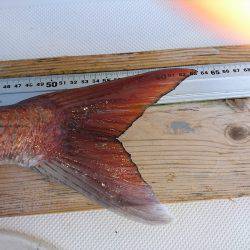 フィッシングボートACE(エース) 釣果