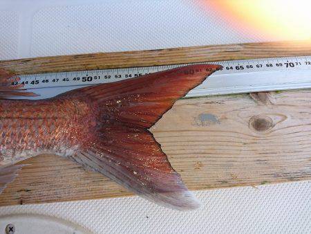 フィッシングボートACE(エース) 釣果