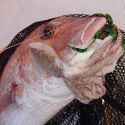 フィッシングボートACE(エース) 釣果