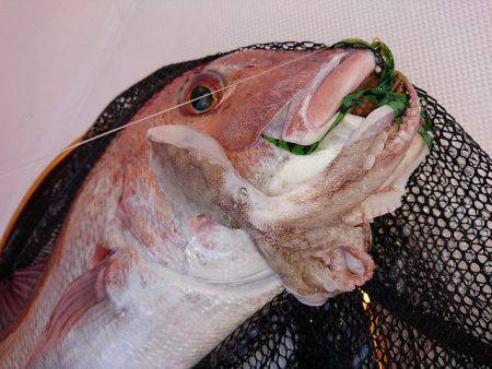 フィッシングボートACE(エース) 釣果