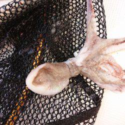 フィッシングボートACE(エース) 釣果