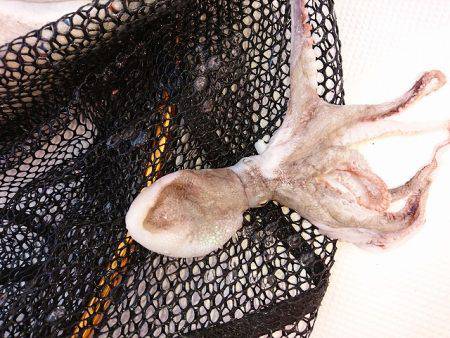 フィッシングボートACE(エース) 釣果