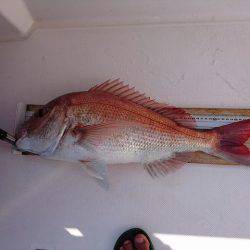 フィッシングボートACE(エース) 釣果