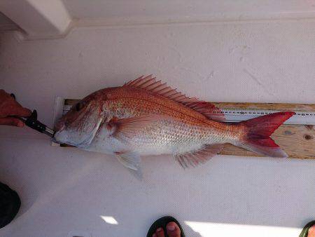 フィッシングボートACE(エース) 釣果