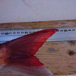 フィッシングボートACE(エース) 釣果