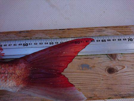 フィッシングボートACE(エース) 釣果