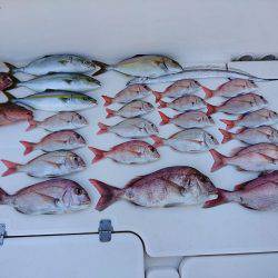 フィッシングボートACE（エース） 釣果