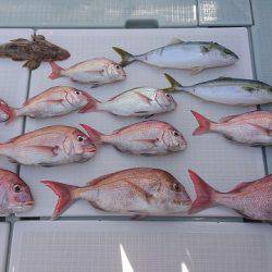 フィッシングボートACE(エース) 釣果