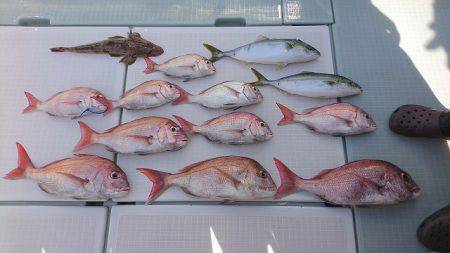 フィッシングボートACE(エース) 釣果