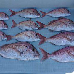 フィッシングボートACE（エース） 釣果