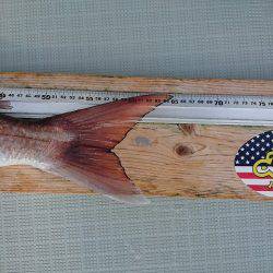 フィッシングボートACE（エース） 釣果