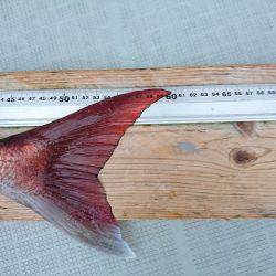 フィッシングボートACE(エース) 釣果