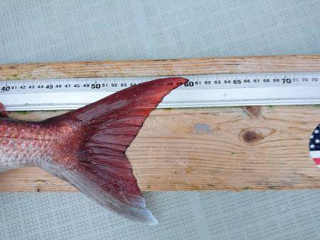 フィッシングボートACE(エース) 釣果