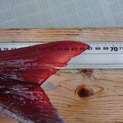 フィッシングボートACE(エース) 釣果