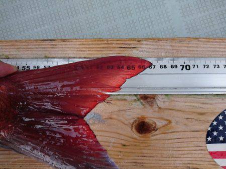 フィッシングボートACE(エース) 釣果