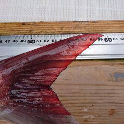 フィッシングボートACE(エース) 釣果