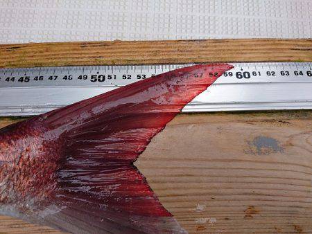 フィッシングボートACE(エース) 釣果