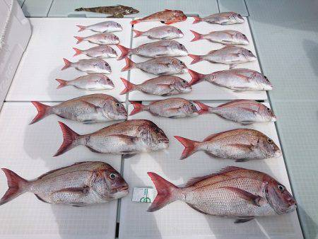 フィッシングボートACE(エース) 釣果