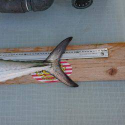 フィッシングボートACE(エース) 釣果