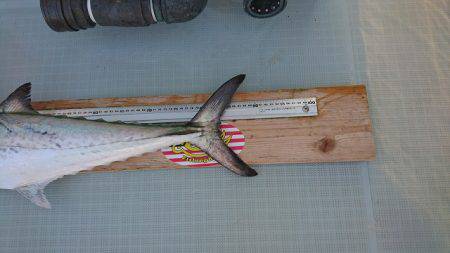 フィッシングボートACE(エース) 釣果