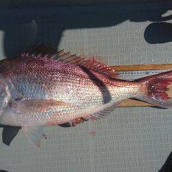 フィッシングボートACE(エース) 釣果