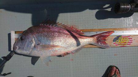 フィッシングボートACE(エース) 釣果