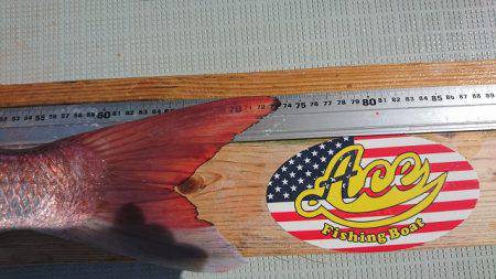 フィッシングボートACE(エース) 釣果