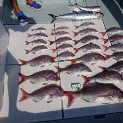 フィッシングボートACE(エース) 釣果