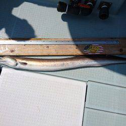 フィッシングボートACE(エース) 釣果