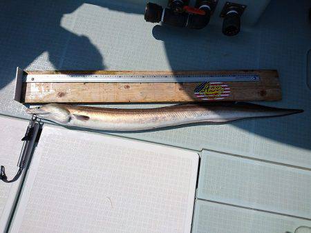 フィッシングボートACE(エース) 釣果