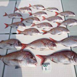 フィッシングボートACE(エース) 釣果