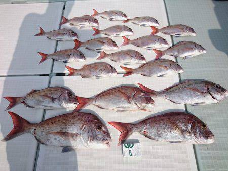 フィッシングボートACE（エース） 釣果