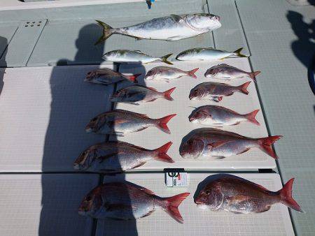 フィッシングボートACE（エース） 釣果