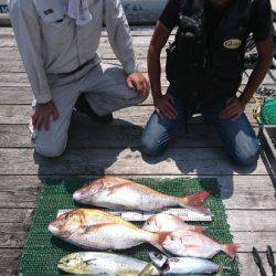 シードリーム 釣果