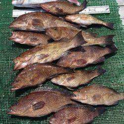 シードリーム 釣果