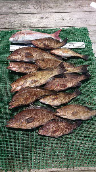 シードリーム 釣果